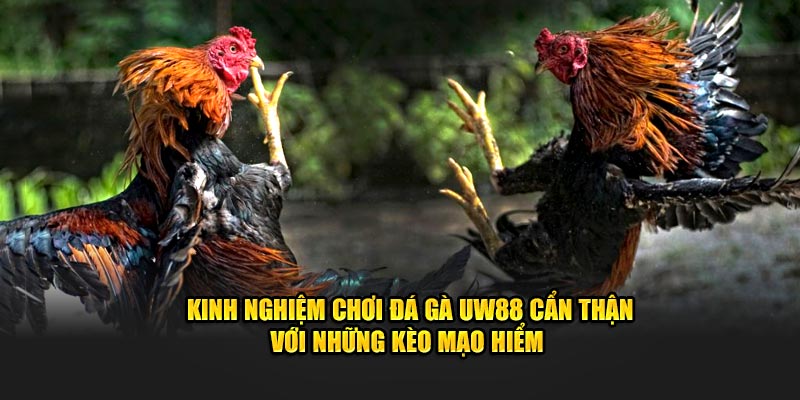 Kinh nghiệm chơi đá gà UW88 cẩn thận với những kèo mạo hiểm 