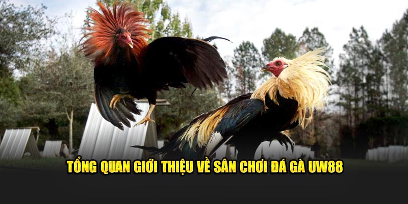 Tổng quan giới thiệu về sân chơi Đá Gà UW88